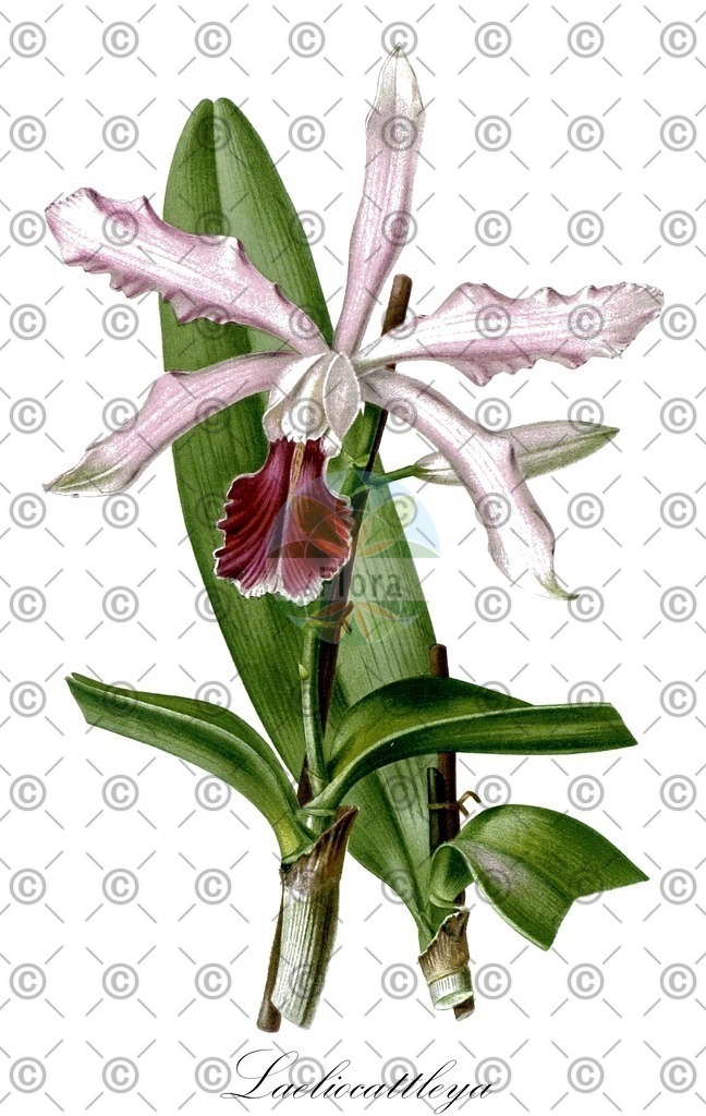 HistAbb_wfo-0000000800_1_ENZY_Simple | Historische Abbildung von Laeliocattleya - Orchidaceae | Historical Illustration of Laeliocattleya - Orchidaceae