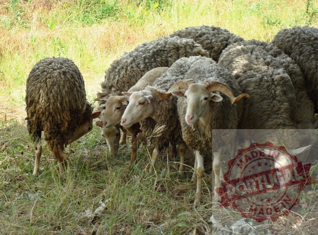 Flock of sheep grazing in green rural field | Flock of sheep grazing on green grass in a rural field under partial shade - Realisiert mit Pictrs.com