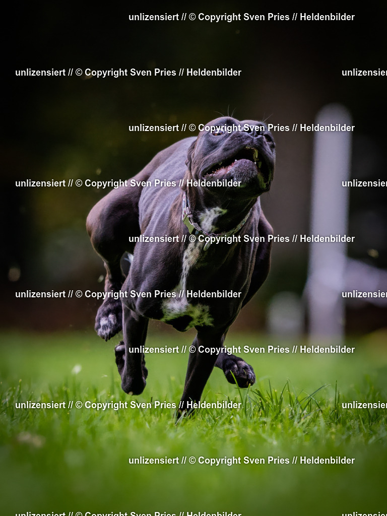 Sven Pries | 2024-10-19 - Hunderennen Ober-Grombach - Realisiert mit Pictrs.com