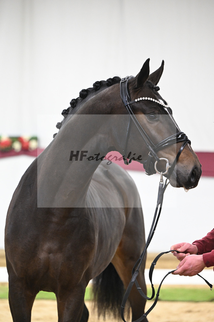 Kat-Nr. 53 Escanto PS x Dancier_Patrick Pongratz_47251978 | hf-fotografie - Realisiert mit Pictrs.com