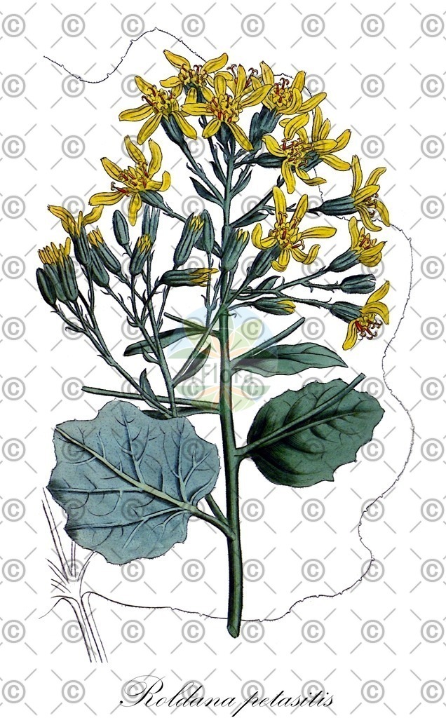 HistAbb_wfo-0000297558_1_ENZY_Simple | Historische Abbildung von Roldana petasitis - Asteraceae | Historical Illustration of Roldana petasitis - Asteraceae