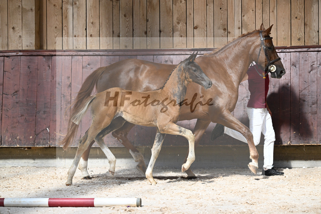 Kat-Nr. 24 SF Bon Esprit x Samico_Haarmann_32240108 | hf-fotografie - Realisiert mit Pictrs.com
