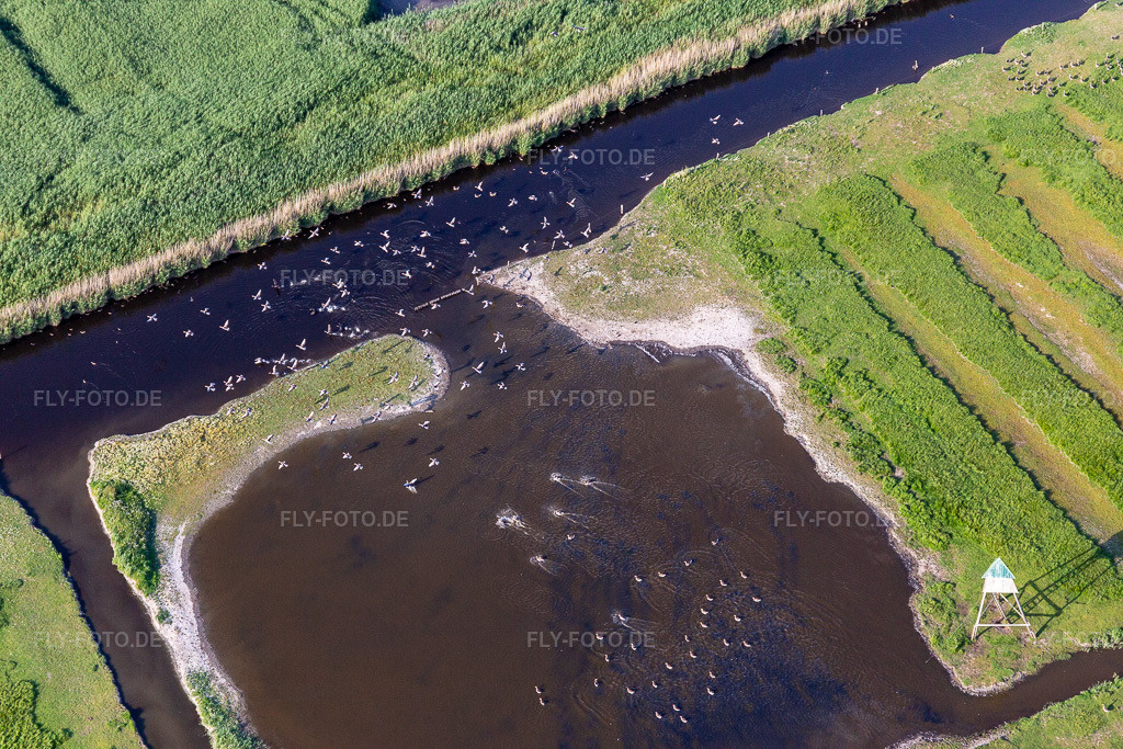 Luftbild: Seevögel am Ordinger Sielzug in einer Teichlandschaft im Ortsteil Brösum in Sankt Peter-Ording im Bundesland Schleswig-Holstein in Deutschland. Foto: IMG_0007237.jpg vom 10.07.2021 durch Werner Riehm/FLY-FOTO.de