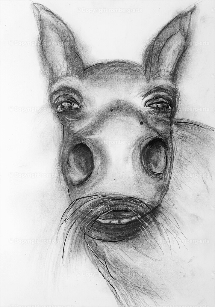 L1020525 (2) | romberg-arts, romberg-arts.de, www.romberg-arts.de, Foto_Online_Shop, Julia Fuhrmann, Köln, Fotos, Fotografie, Fotokunst, Kunstdrucke, Naturfotos, Aktfotos, Nacktfotos, schwarz_weiß_Fotos, Blumenfotos, Blumen, Tiere, Beton, Korrosion, Lächeln, Drucke