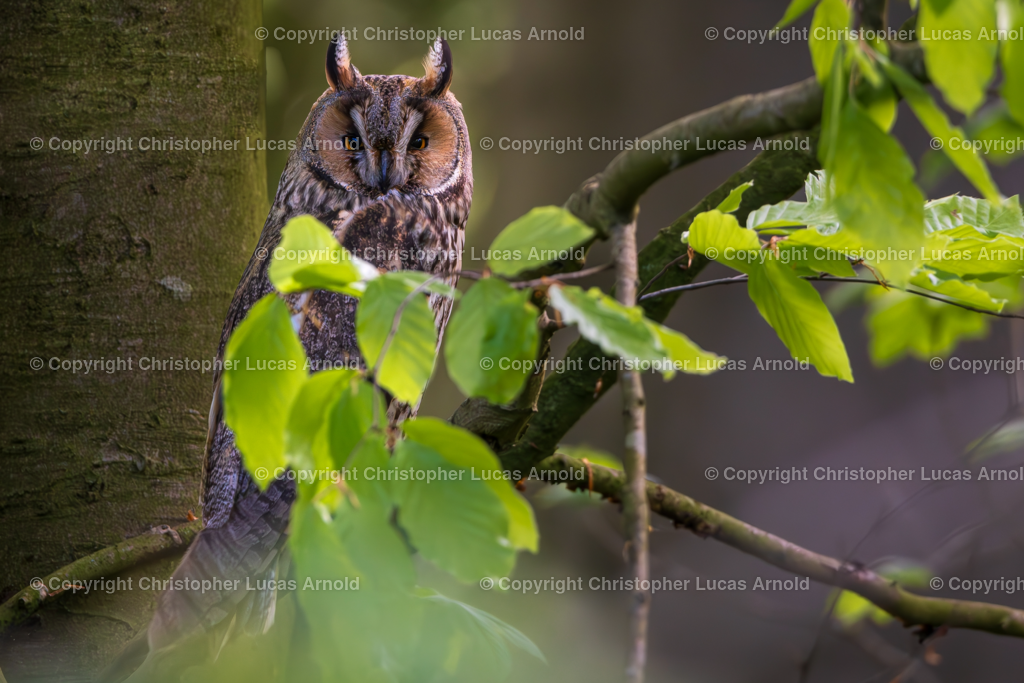 Waldohreule | bildkomponist - Realisiert mit Pictrs.com