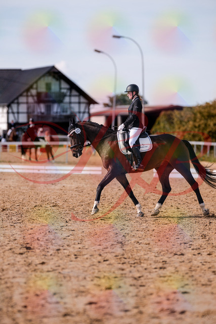 2026_10_03_Siefer-Hof_132604_Z81_78690010 | Professionelle Reitsport-, Turnier- und Eventfotografie von Robert Broda. Galerien mit ausgewählten und bearbeiteten Bildern direkt online ansehen und bestellen.