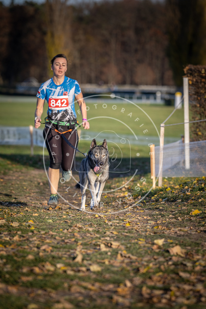 CaniXpix_DV3A3714 | Hundefotografie, Tierfotograf, Pfotenfotografie, Fotoshooting Hund, Hunde Portrait, Hundesport, Hundeportraits, Heideshooting, Hunde, Sportfotograf, Hundefotograf, Turnierhundsport, THS,  - Realisiert mit Pictrs.com