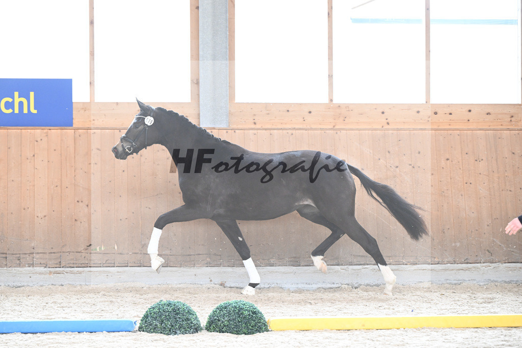 Kat-Nr. 79 nn v. Freiherr v. Stein_Wezel_7241262 | hf-fotografie - Realizzato con Pictrs.com