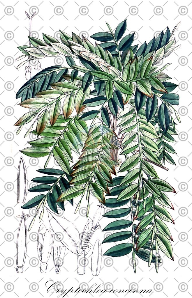 HistAbb_3WJ9_1_ENZY_Simple | Historische Abbildung von Cryptochloa concinna - Poaceae | Historical Illustration of Cryptochloa concinna - Poaceae