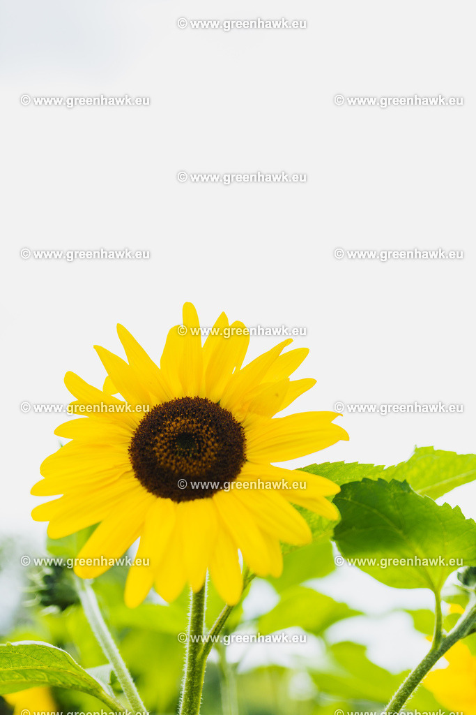 _MG_9809 | Greenhawks Bilder Shop für Landschaften, Urban, Tiere und weiteres als Poster Leinwand oder Fotogeschenk für Ostern Weihnachten oder Geburtstag  - Realisiert mit Pictrs.com