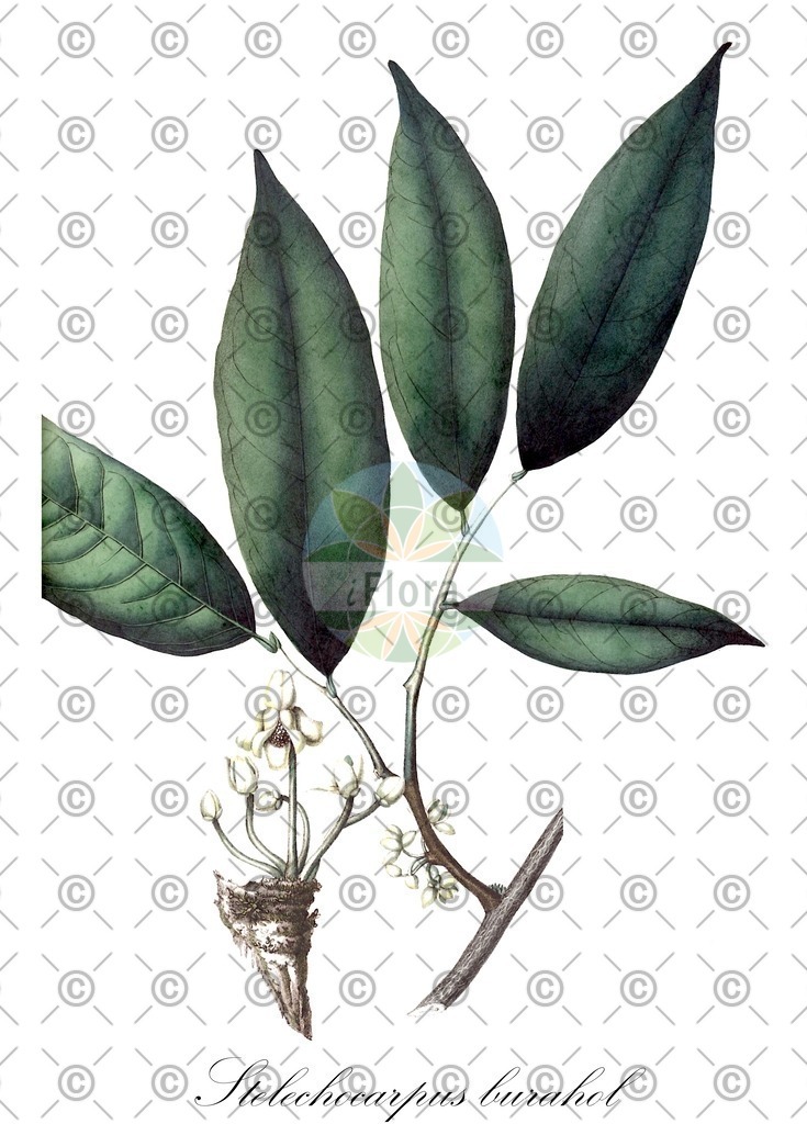 HistAbb_wfo-0000315663_1_ENZY_Simple | Historische Abbildung von Stelechocarpus burahol - Annonaceae | Historical Illustration of Stelechocarpus burahol - Annonaceae