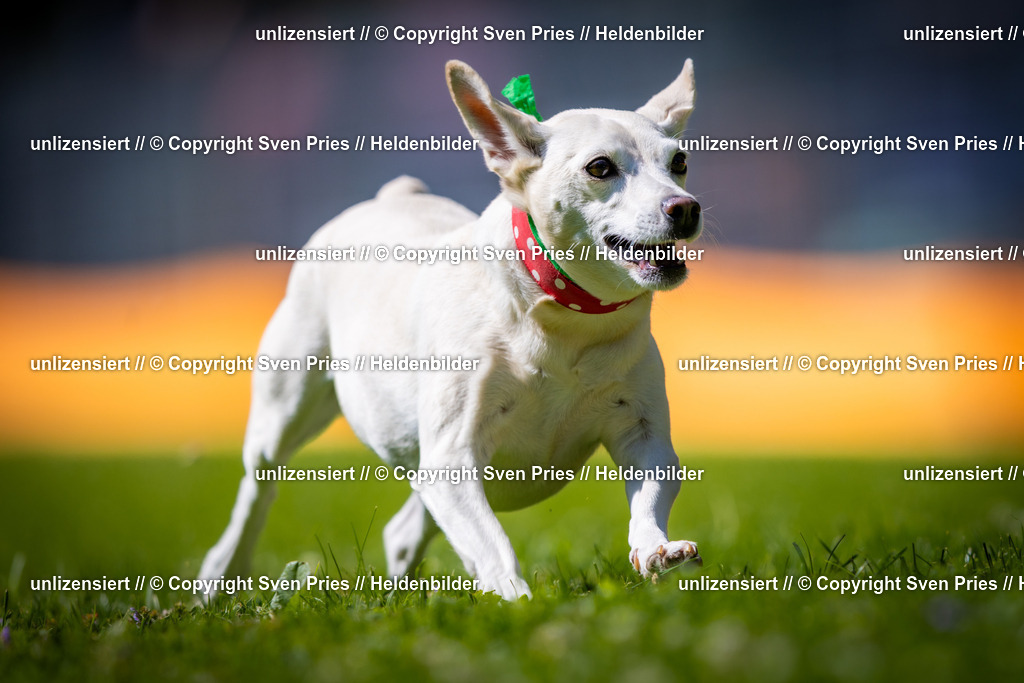 Sven Pries | 2025-08-10 - Hunderennen Durlach - Realisiert mit Pictrs.com