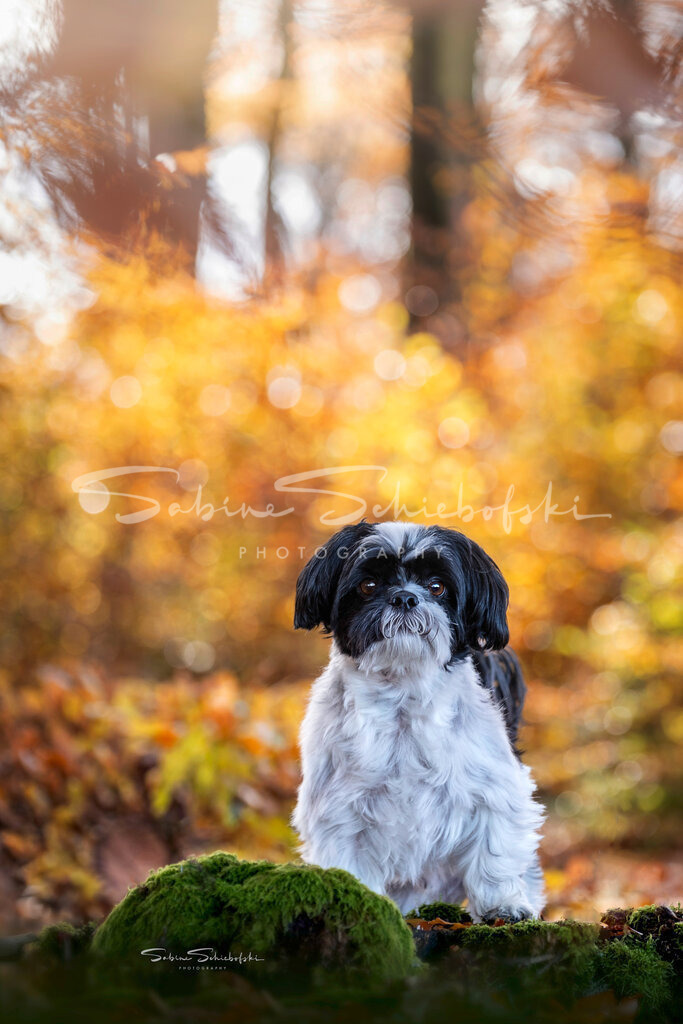 "Leo" Shih Tzu | People- und Tierfotografie, Imageaufnahmen, Veranstaltungsfotografie und Wandbilder aus der Natur ★ Made in Germany ✔️ Druck + Downloads ✔️ Naturfotografie in Top Qualität ★ schneller Versand, weltweite Lieferung! - Realisiert mit Pictrs.com