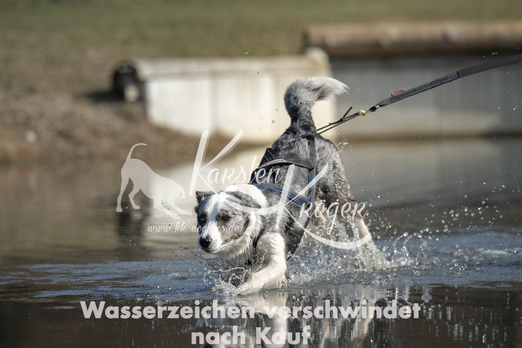 1312_ZZ95191 | kk-dogfotos