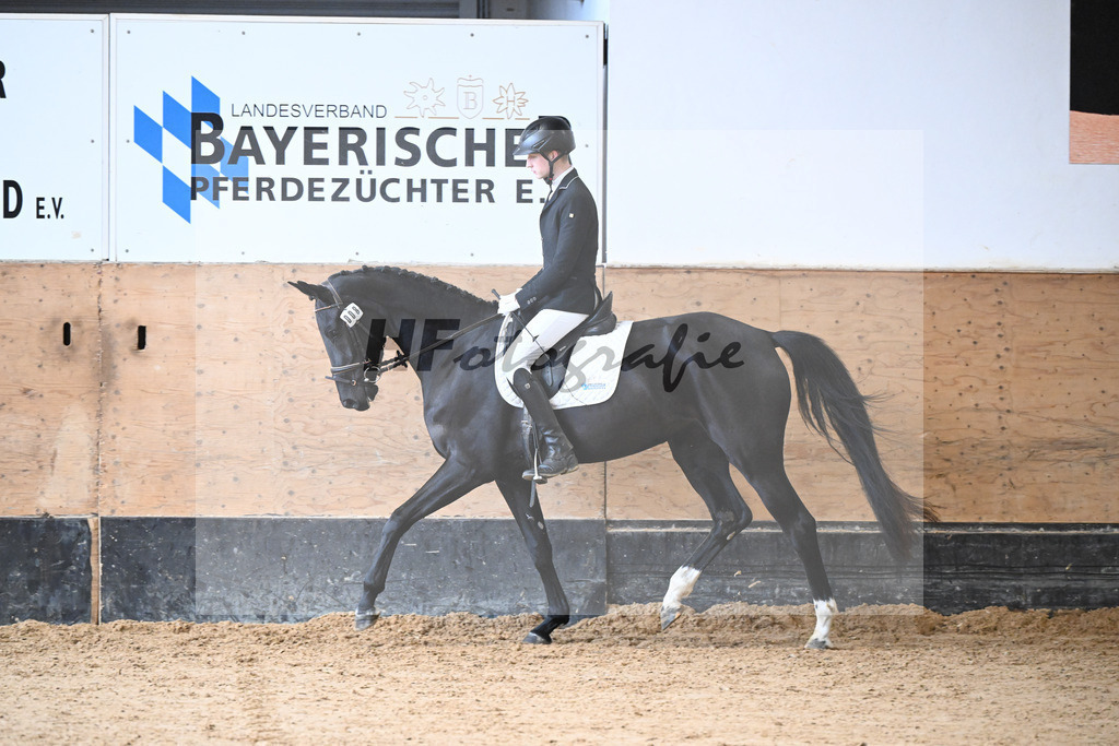 Kat-Nr. 8 Selma v. Don Royal_Eder_50250260 | hf-fotografie - Realisiert mit Pictrs.com