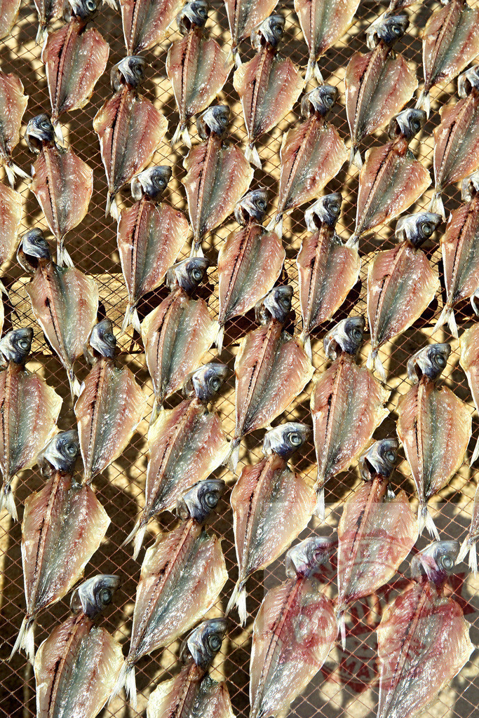 Dried fish sun drying on a rack in a pattern | Split fish drying in rows under strong sunlight, a traditional preservation method - Realisiert mit Pictrs.com