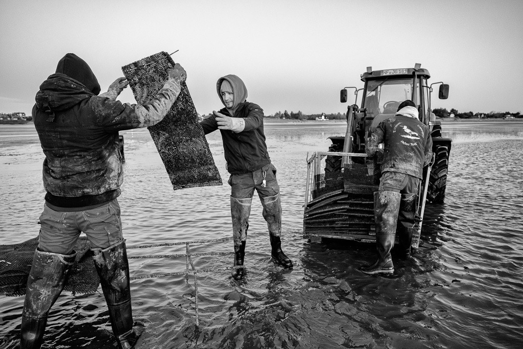 Austernzucht und -ernte auf Sylt durch Dittmeyer’s Austern-Compagnie © Holger Rüdel | Der Online-Shop von Holger Rüdel. Ausgewählte Fotografien als FineArt-Prints bestellen: Bildreportagen, Landschaften, Wildlife, Infrarot-Motive in Schwarzweiß und Zeitgeschichte im Bild. - Realisiert mit Pictrs.com