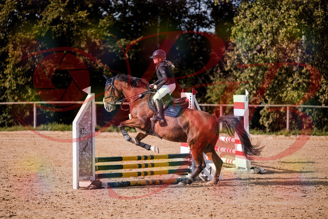 2026_10_03_Siefer-Hof_154625_Z81_64880554 | Professionelle Reitsport-, Turnier- und Eventfotografie von Robert Broda. Galerien mit ausgewählten und bearbeiteten Bildern direkt online ansehen und bestellen.
