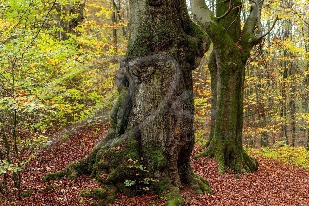NatureArt-OAKTREES_0174 | Die Frau wird zum Herbstbaum | #001 | Modell: Lenny | Foto: Dennis Largo Schulz - Realisiert mit Pictrs.com