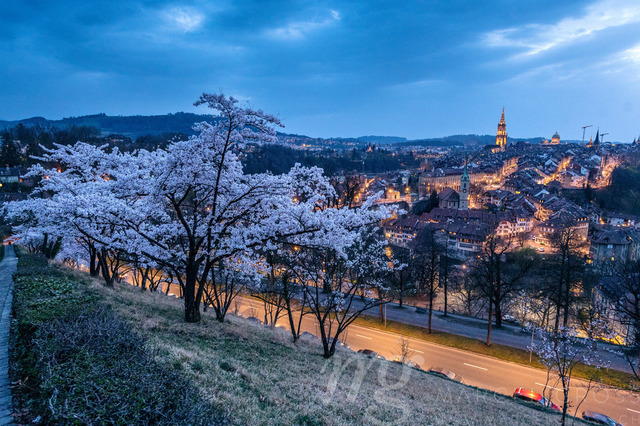 view from Rosengarten over the historic center of Bern during cherry blossom in spring | Die ideale Geschenkidee für Naturliebhaber. Naturbilder von Marcel Gross Photography für ihr Zuhause in den verschiedensten Formaten und Materialien. - Realizado com Pictrs.com