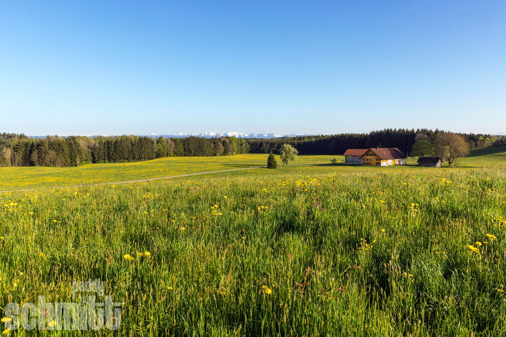 Löwenzahnwiese mit Bauernhof im Allgäu vor Bergkulisse | Eine leuchtende Löwenzahnwiese mit einem idyllischen Bauernhof vor der beeindruckenden Bergkulisse des Allgäus. Ein typisches Frühlingsmotiv, das die Schönheit der Allgäuer Landschaft zeigt. - Realisiert mit Pictrs.com