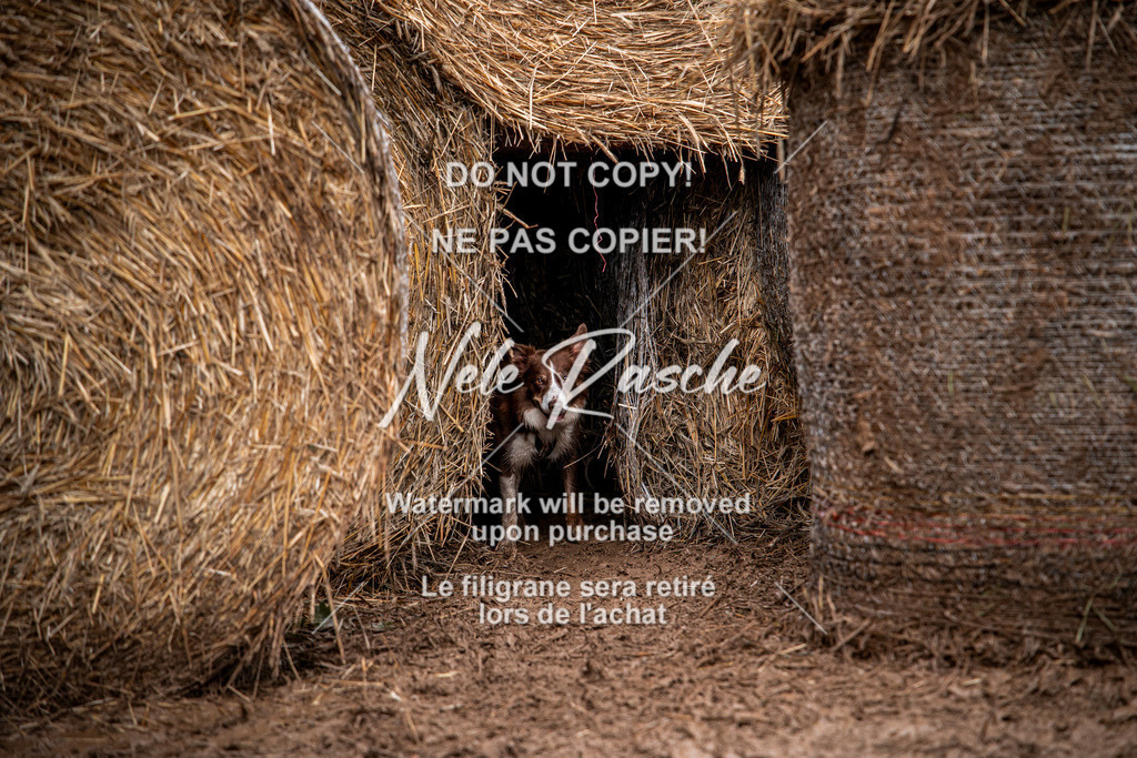 nelerasche_Hunsrück_So09-11_205 | nelerasche