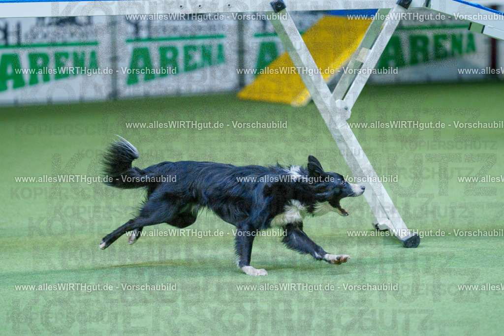 @allesWIRTHgut_Tierfotografie - www.allesWIRTHgut.de - 2604260810-7R506759 | Professionelle Tierfotografie in Mönchengladbach von Daniel Wirth (allesWIRTHgut). Liebevolle & natürliche Bilder von Hunden & Katzen für unvergessliche Erinnerungen.