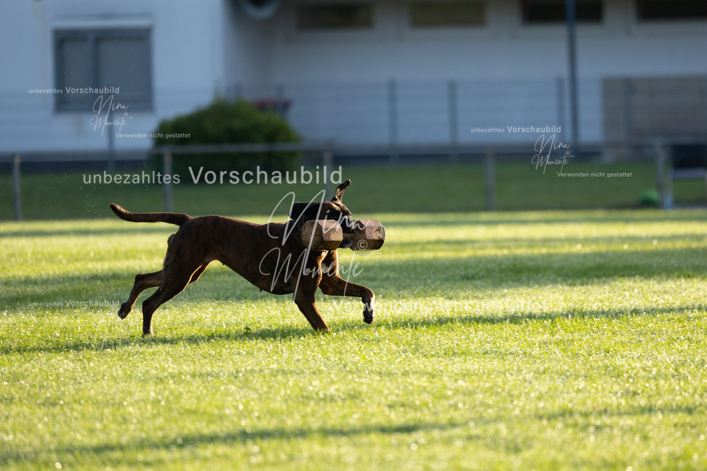 _16A6010 | Einzigartige Fotos von Hunden & Menschen –Actionfotos, Portraits, Vereinsaufnahmen & Paarshootings – authentisch, lebendig & mit Herz.