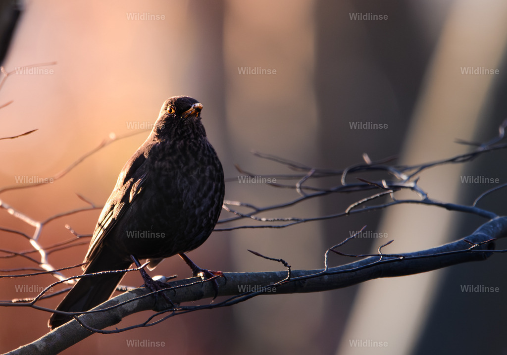 Wildlinse-240107-1-2 | Willkommen bei Wildlinse. Wildtierfotografien aus Schleswig-Holstein: Entdecke einzigartige Fine-Art-Prints und Poster, die Ruhe, Wildnis und die Schönheit unserer heimischen Tierwelt in dein Zuhause bringen. - Realisiert mit Pictrs.com