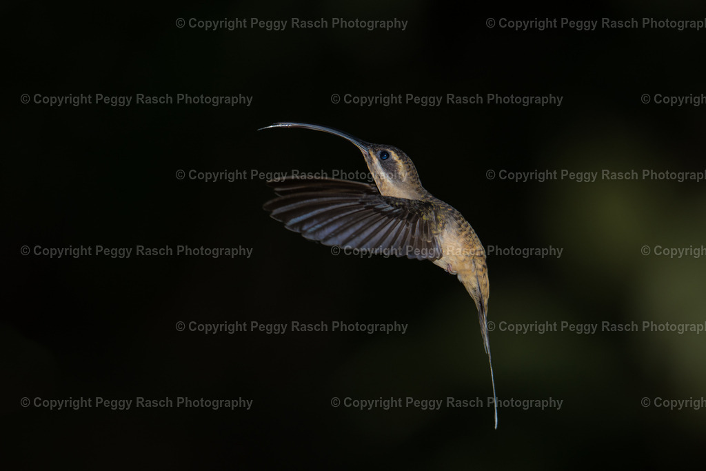 Kolobris (5) | PeggyRaschPhotography - Realisiert mit Pictrs.com