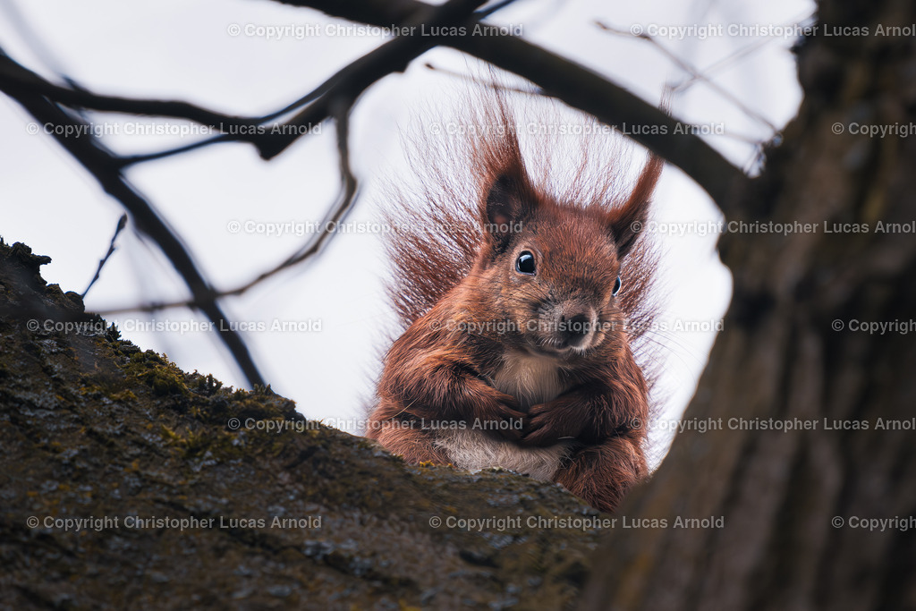 Eichhörnchen im Porträt | bildkomponist - Realisiert mit Pictrs.com
