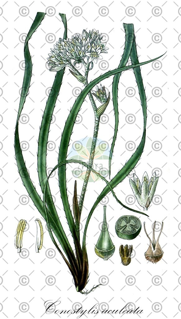 HistAbb_EMP_13199_1_SIMPLE | Historische Abbildung von Conostylis aculeata - Haemodoraceae | Historical Illustration of Conostylis aculeata - Haemodoraceae