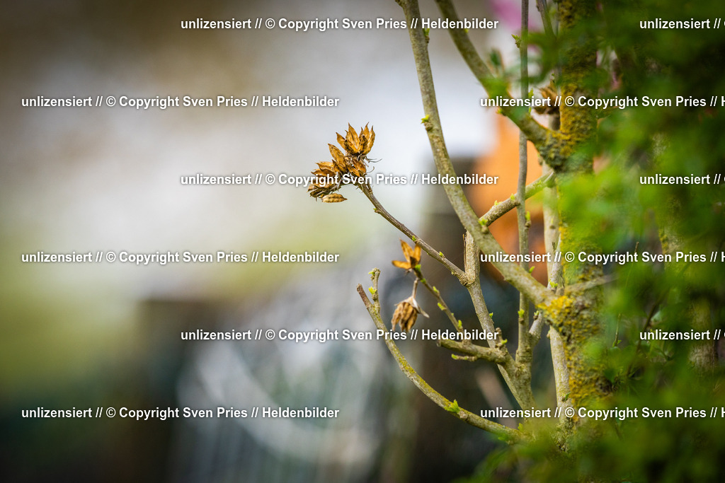 Sven Pries | 2025-04-13 - Hunderennen Baden-Baden - Realisiert mit Pictrs.com