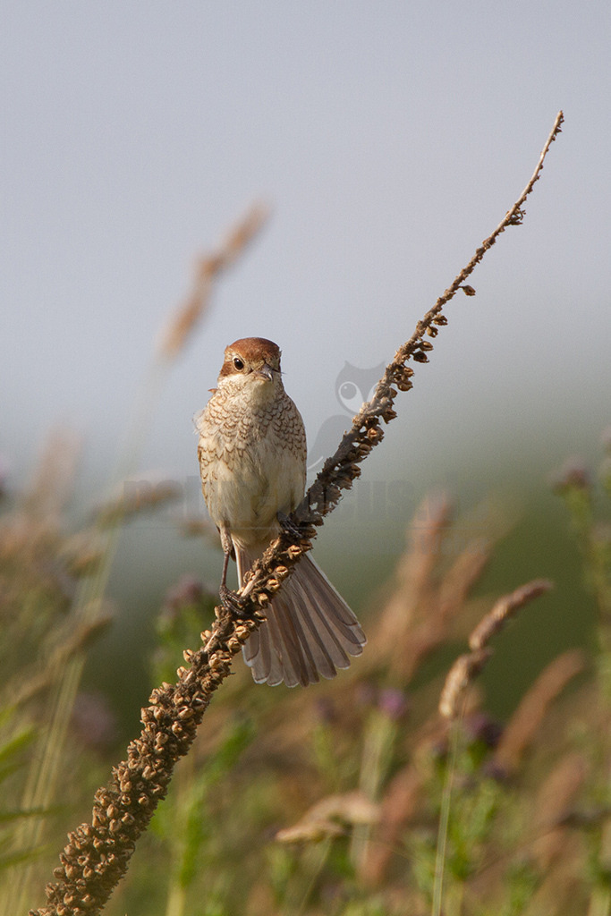 20120623185551 | Der Neuntöter oder Rotrückenwürger ist eine Vogelart aus der Familie der Würger und in Mitteleuropa die häufigste Würgerart. Er ist vor allem durch sein Verhalten bekannt, Beutetiere auf Dornen aufzuspießen. Zu seiner Nahrung zählen vorwiegend Großinsekten, aber auch kleine Säugetiere und Vögel. - Realisiert mit Pictrs.com