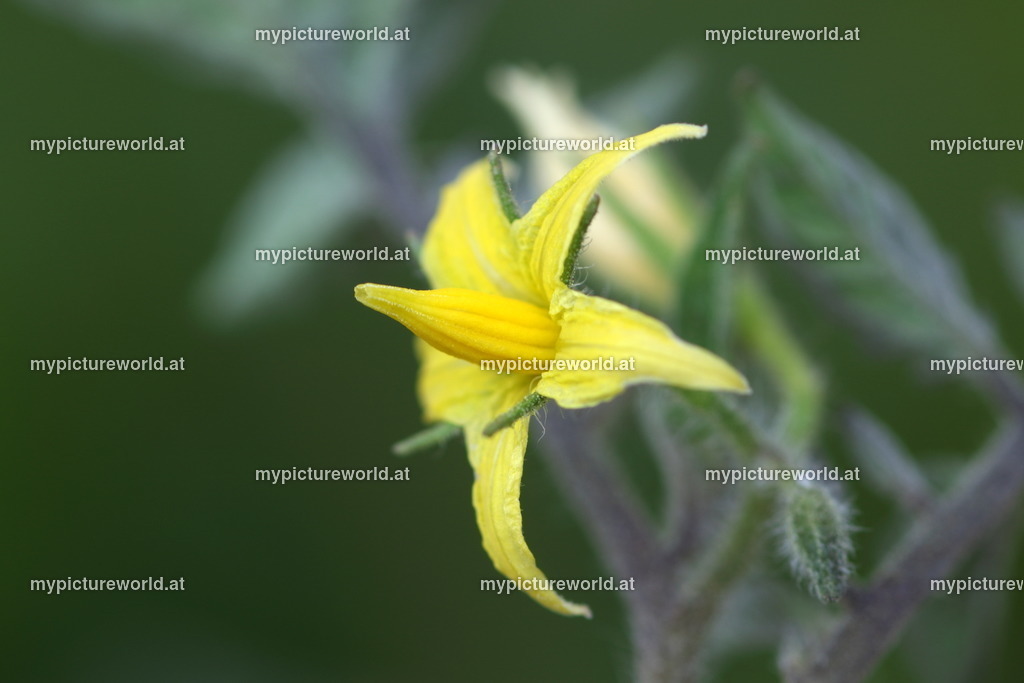 Tomate-005 | Das Bilderarchiv über Tiere, Planzen und Landschaften. In der Bilddatenbank finden Sie ein große Auswahl an hochwertigen Bilder für Ihre Werbung - Realisiert mit Pictrs.com