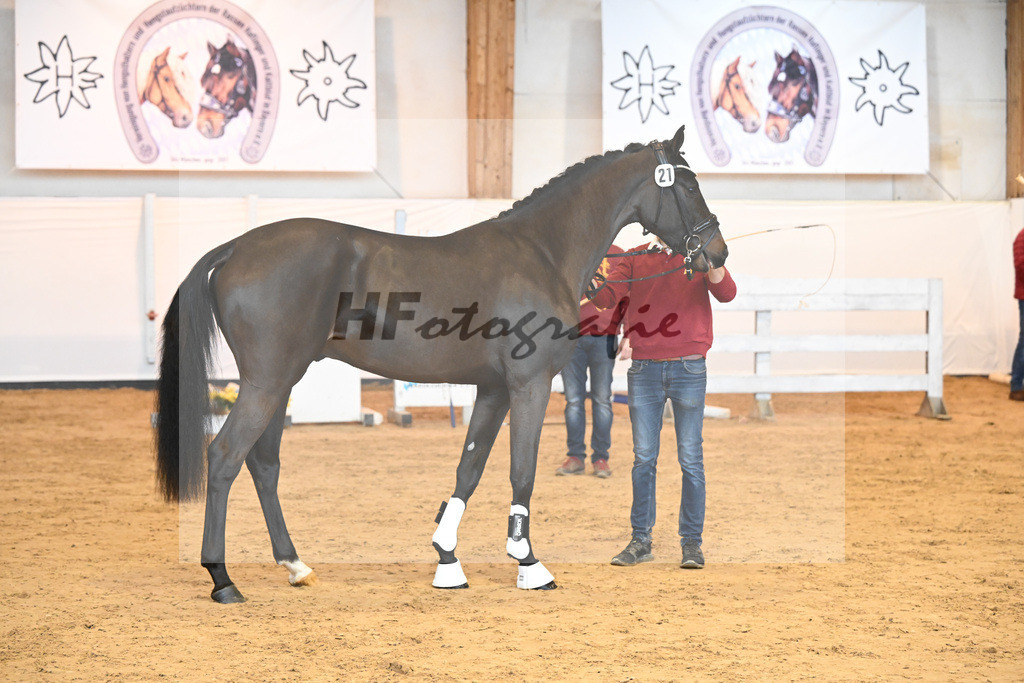 Kat-Nr. 21 v. Quasimodo Z_Baertschi_2230466 | hf-fotografie - Realisiert mit Pictrs.com