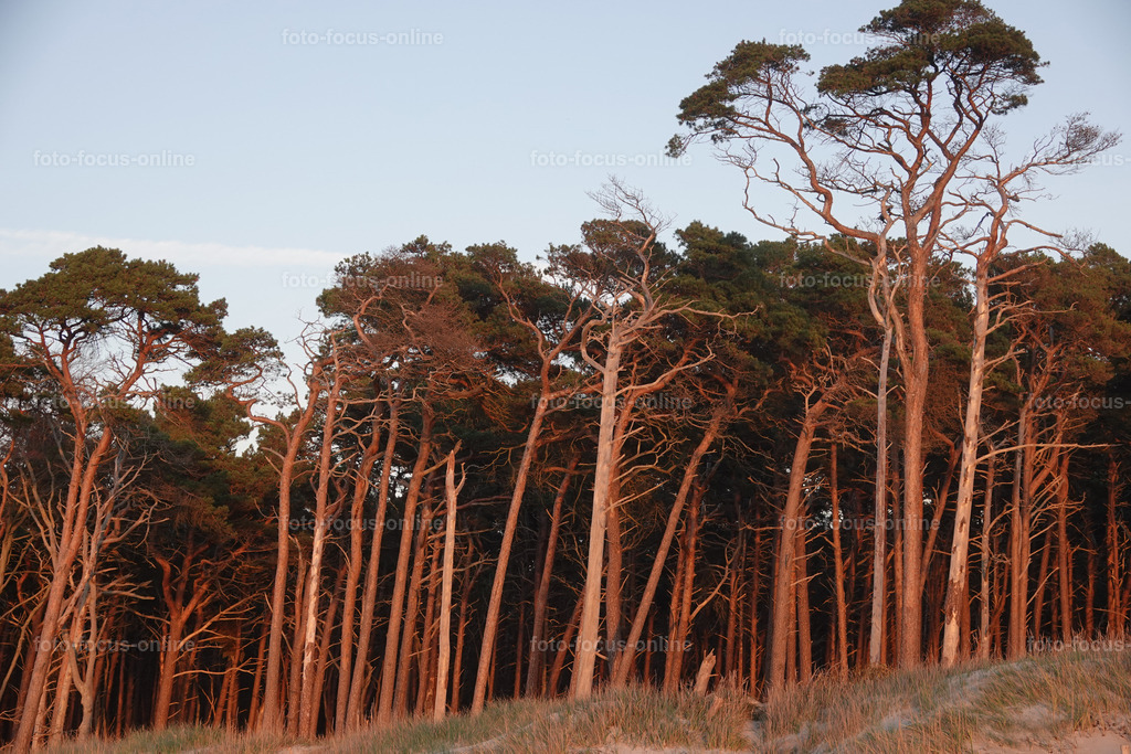 Wind-swept trees in late autumn | foto-focus-online