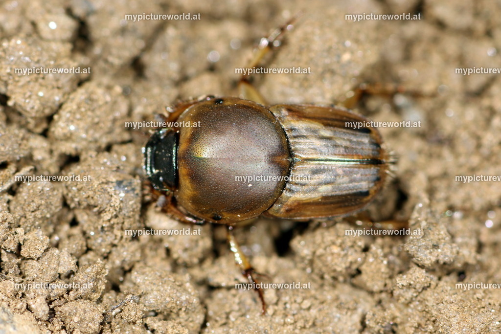 Euoniticellus fulvus-006 | Das Bilderarchiv über Tiere, Planzen und Landschaften. In der Bilddatenbank finden Sie ein große Auswahl an hochwertigen Bilder für Ihre Werbung - Realisiert mit Pictrs.com