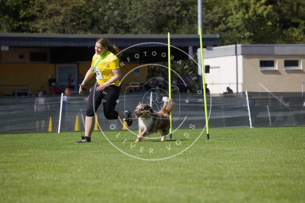 0L8A5904 | Hundefotografie, Tierfotograf, Pfotenfotografie, Fotoshooting Hund, Hunde Portrait, Hundesport, Hundeportraits, Heideshooting, Hunde, Sportfotograf, Hundefotograf, Turnierhundsport, THS,  - Realisiert mit Pictrs.com