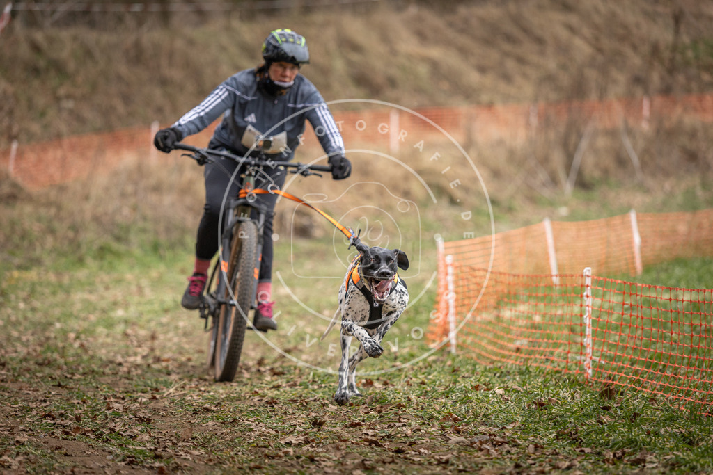 Pfotenfotografie_DV3A6783 | Hundefotografie, Tierfotograf, Pfotenfotografie, Fotoshooting Hund, Hunde Portrait, Hundesport, Hundeportraits, Heideshooting, Hunde, Sportfotograf, Hundefotograf, Turnierhundsport, THS,  - Realisiert mit Pictrs.com