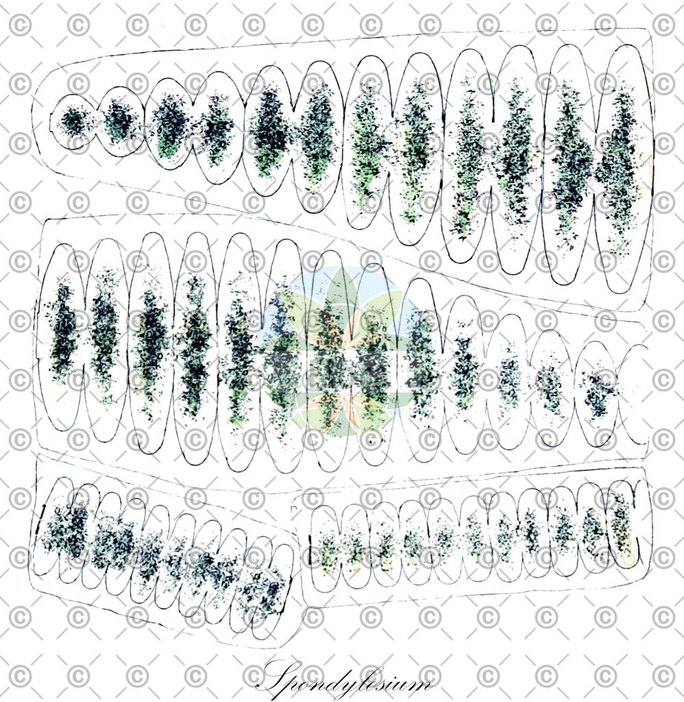 HistAbb_7LHM_3_ENZY_Simple | Historische Abbildung von Spondylosium - Desmidiaceae (0) | Historical Illustration of Spondylosium - Desmidiaceae (0)