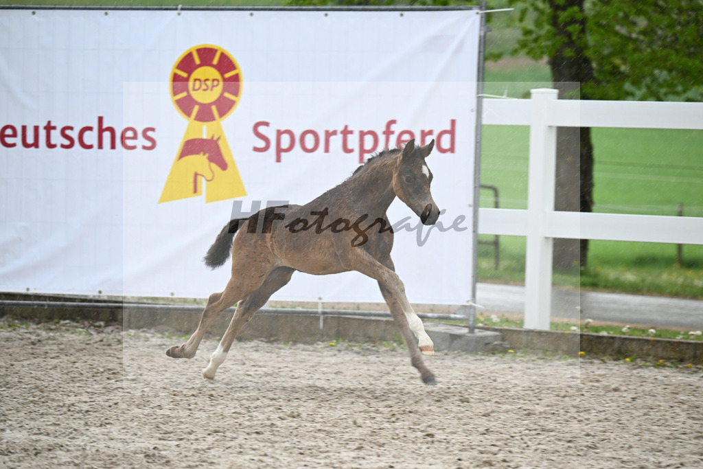 Kat-Nr. 29 SF Gold Garant x Hesselteichs Grimaldi_Bader_23261175 | hf-fotografie - Realisiert mit Pictrs.com