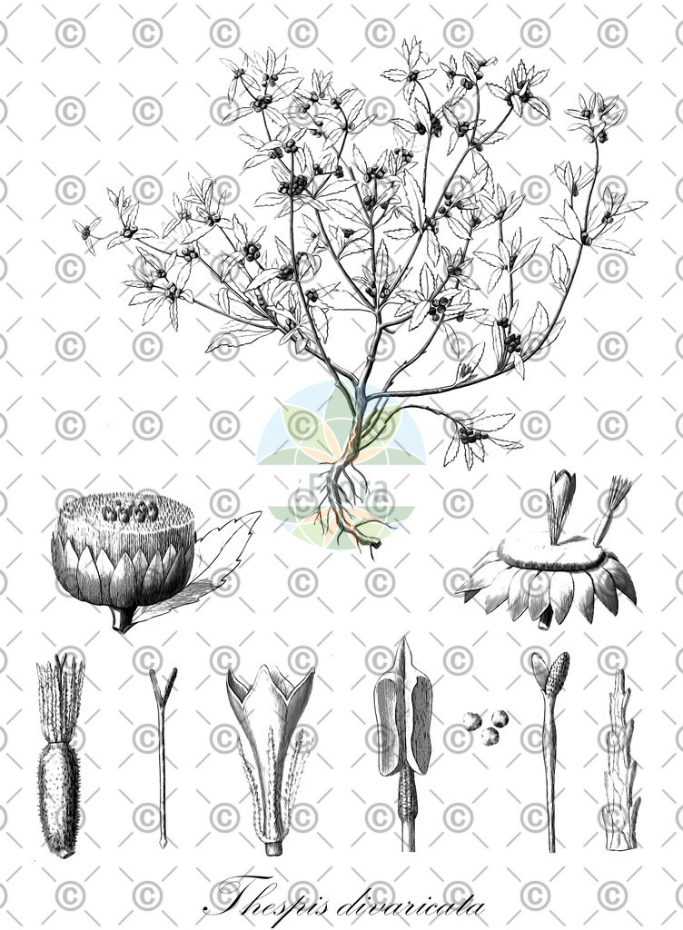 HistAbb_wfo-0001290412_1_ENZY_Simple | Historische Abbildung von Thespis divaricata - Asteraceae | Historical Illustration of Thespis divaricata - Asteraceae