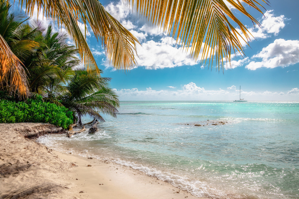 Palmenblick auf der Karibik Insel Saona | Traumhafte Aufnahme auf der Insel Saona in der dominikanischen Republik mit schönen Palmen , türkisblauem Meer.  - Realisiert mit Pictrs.com