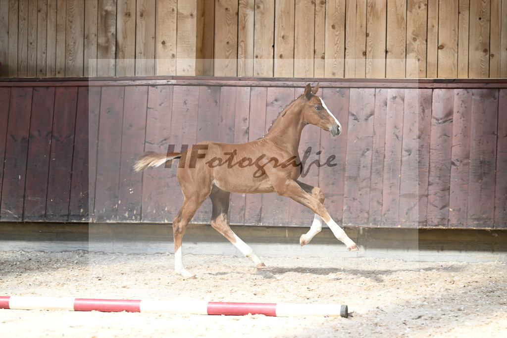 Kat-Nr. 27 HF Von Und Zu x Amazing Spirit_Sepp_32240344 | hf-fotografie - Realizzato con Pictrs.com