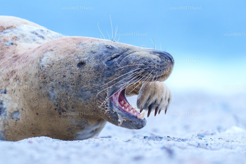 allesWIRTHwild.de - 7IV04799 | Entdecke die faszinierende Welt der Natur- und Wildlife-Fotografie von Daniel und Bärbel. Inspirierende Bilder von wilden Tieren und kleinen Naturwundern.