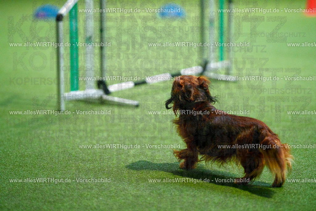 7R503682 | Professionelle Tierfotografie in Mönchengladbach von Daniel Wirth (allesWIRTHgut). Liebevolle & natürliche Bilder von Hunden & Katzen für unvergessliche Erinnerungen.