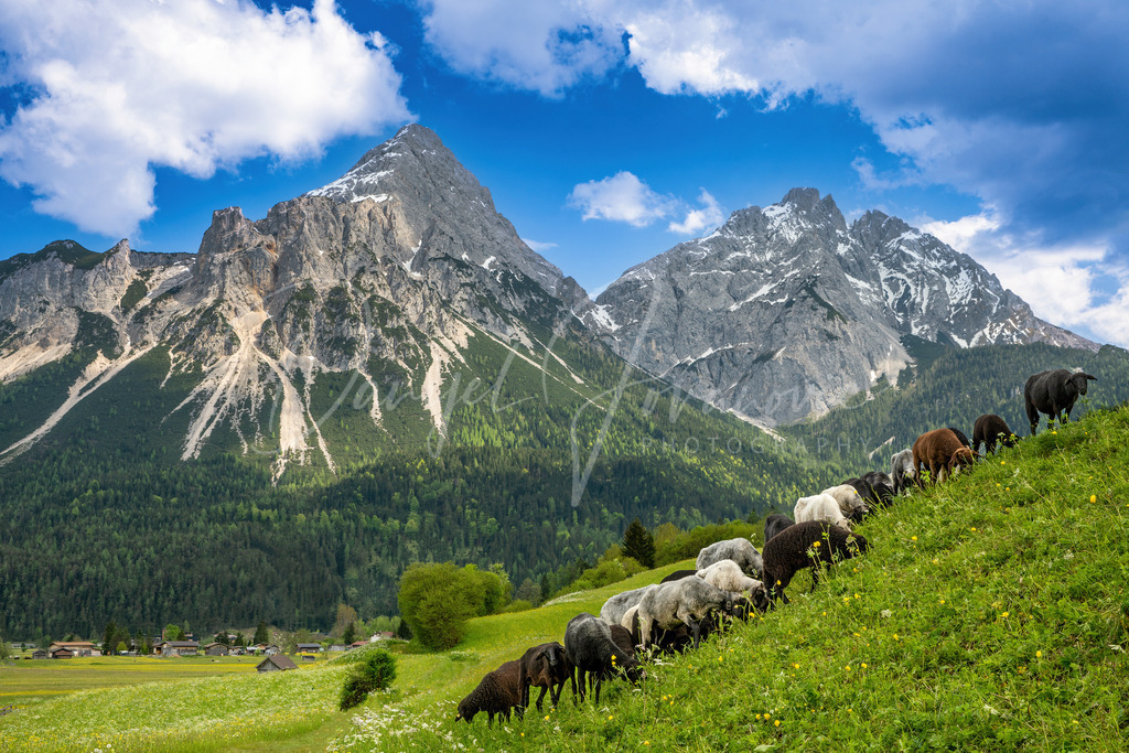 Schafe | Schafe vor der Sonnenspitze in Ehrwald