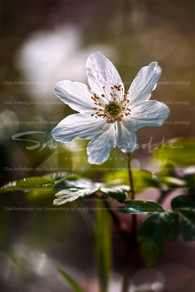 Buschwindröschen im Frühling | People- und Tierfotografie, Imageaufnahmen, Veranstaltungsfotografie und Wandbilder aus der Natur ★ Made in Germany ✔️ Druck + Downloads ✔️ Naturfotografie in Top Qualität ★ schneller Versand, weltweite Lieferung! - Realisiert mit Pictrs.com