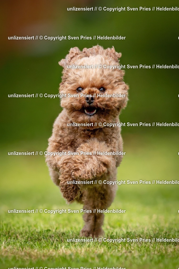 Sven Pries | 2024-09-22 - Hunderennen Baden-BadenPudelverein - Realisiert mit Pictrs.com